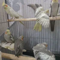 یک جفت عروس هلندی مولد جوان با چهارتا جوجه با قفس|پرنده|ری, دیلمان|دیوار