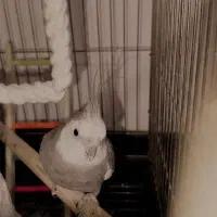 عروس هلندی نر با قفس|پرنده|هشتگرد, هشتگرد قدیم|دیوار