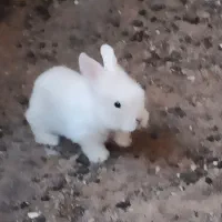 بچه خرگوش|موش و خرگوش|سبزوار, جنت|دیوار