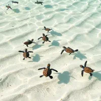 شروع کلاس های تابستانی شنا مبتدی تا حرفه ای بانوان