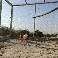 کبوتر|پرنده|راور, |دیوار