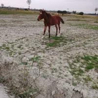 کره یابو|اسب و تجهیزات اسب‌سواری|کردکوی, |دیوار