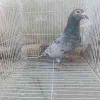 دو نر زاهدانی