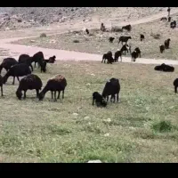 میش افشاری بره دار