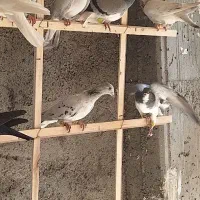 ۱۲تا کفتر پرنده بشرط همه یبوم|پرنده|الوند, |دیوار