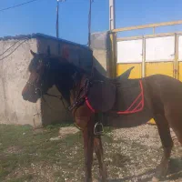 فروش اسب نژاد کرد .از لاین سهراب جعفری  سه ساله|اسب و تجهیزات اسب‌سواری|اسدآباد, |دیوار