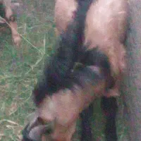 نری پاکستانی بزرگ|حیوانات مزرعه|بم, |دیوار