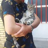 گمشدن گربه ۸ماهه