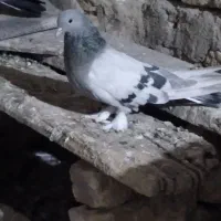 کبوتر پر|پرنده|لاران, |دیوار