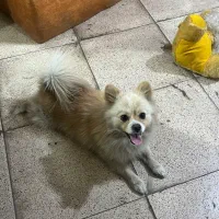 پامرین اصل از نژاد روباهی آلمانی|سگ|پاکدشت, پاکدشت (مامازند)|دیوار