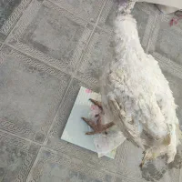 بوقلمون کشتار