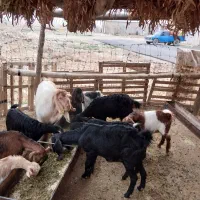 بز بزغاله|حیوانات مزرعه|مهران (ایلام), |دیوار