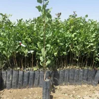 فروش نهال پسته ۱ساله و ۲ساله|خدمات باغبانی و درختکاری|شاهین‌شهر, گزبرخوار|دیوار