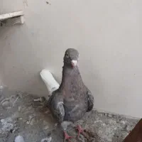 کفتر کبوتر|پرنده|تربت‌حیدریه, کوی شهید احمدزاده ملکی|دیوار