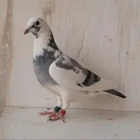 کبوتر پلاکی و دورگ و رنگی برای فروش