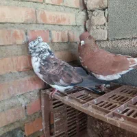 کبوتر|پرنده|فاضل آباد, |دیوار