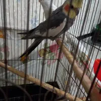عروس هلندی