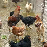 مرغ و خروس محلی سالم و سرحال آماده برای چله|حیوانات مزرعه|ماکو, |دیوار