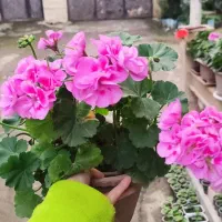 گل های سینره 5-10-هزار شمعدانی 100و150هزار|گل و گیاه طبیعی|تالش, هشتپر|دیوار