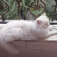 گربه نر میکس پرشین و اسکاتیش ، شناسنامه دار