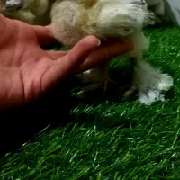 جوجه برهما لایت ۲ماه و ۱۰ روزه اصیل وتخم نطفه دار|حیوانات مزرعه|اصفهان, مارچین|دیوار