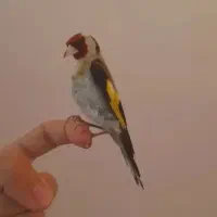 سهره بخون خوشرنگ