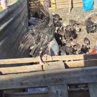 جوجه بوقلمون برنز ۳ماهه