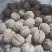 بادام|خوردنی و آشامیدنی|شیراز, تندگویان|دیوار