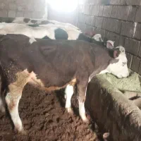 گوساله ماده