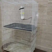 قفس پرنده معاوضه با جوجه عروس سرلاکی