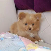 شیتزو پامر|سگ|صدرا-فارس, فاز ۱|دیوار