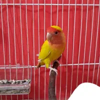 فروش فوری طوطی برزیلی(کوتوله برزیلی)صورت هلویی زرد|پرنده|قائم‌شهر, |دیوار