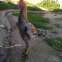 دوعدد جوجه لاری طوس|حیوانات مزرعه|گالیکش, |دیوار