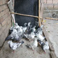 کبوتر تکپر ساعتی سروکله دار