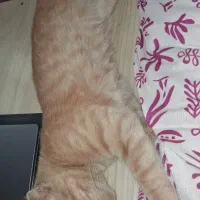 گربه گمشده .