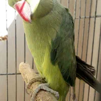 طوطی ملنگو|پرنده|اصفهان, صدف|دیوار