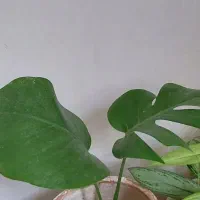 گل طبیعی|گل و گیاه طبیعی|الشتر, |دیوار