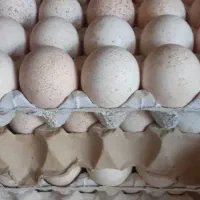 فروش تخم بوقلمون بوربون نطفه‌دار