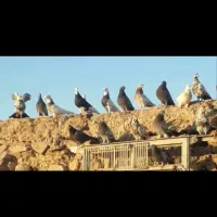 دورگ، طوقی،صداداروکاشانی،عربی،ترکاش|پرنده|مسجد سلیمان, |دیوار