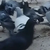 گمشده کبوتر|حیوانات|پاکدشت, پاکدشت (مامازند)|دیوار