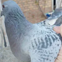 یک عدد کبوتر نر مسافتی|پرنده|نالوس, |دیوار