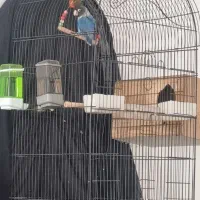 طوطی برزیلی