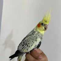 فروش عروس هلندی ماده گل باقالی