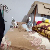 کفتر|پرنده|اسفراین, |دیوار