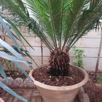 سیکاس ۱۲ ساله فوق العاده سر حال|گل و گیاه طبیعی|تهران, نیروی هوایی (پیروزی)|دیوار
