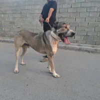 سگ افغان
