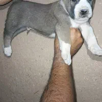 توله نر و ماده