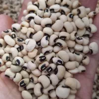 لوبیا چشم بلبلی خشک محلی و ارگانیک