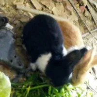 خرگوش بازی گوش وبدون مریض ومنیاتوری ونروماد