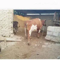 گاو جرسی|حیوانات مزرعه|جم, |دیوار